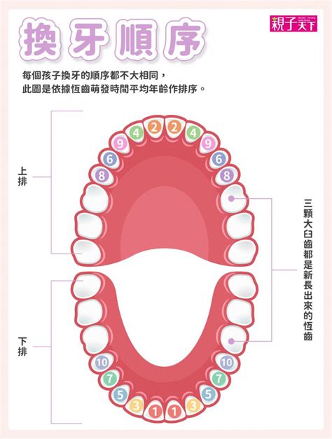 大牙會換牙嗎|換牙順序一次看！兒童換牙時間、注意事項、常。